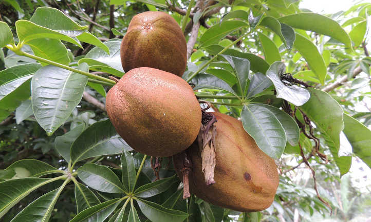 容器花园 史诗园艺bob手机官网 Bob电竞客户端