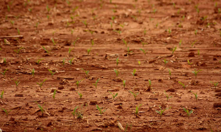 粘土 修正和改善你的土壤的提示史诗园艺bob手机官网 Bob电竞客户端