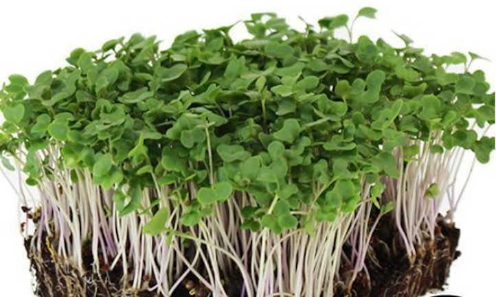 如何快速和简单地种植西兰花微型蔬菜 史诗园艺bob手机官网 Bob电竞客户端